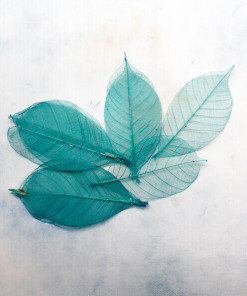 Lá khô màu xanh Turquoise (set 10 cái)